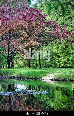 Blühen japanische Kirschbäume, die sich im Wasser spiegeln Stockfoto