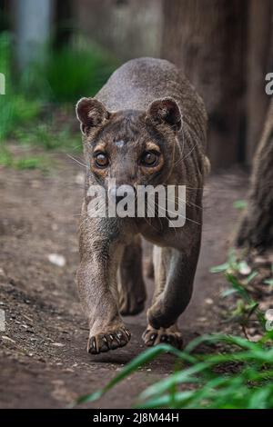 Endemische Madagaskar Fossa läuft auf dem Weg, Cryptoprocta ferox Stockfoto