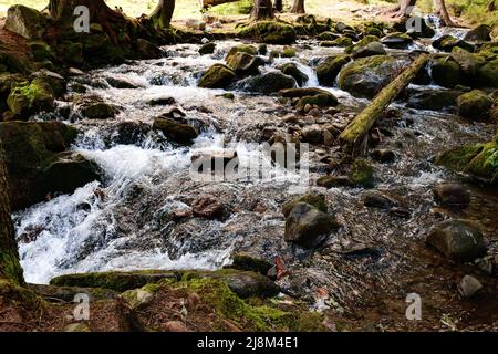 Der Fluss der Karpaten fließt in Kaskaden, der Fluss fließt durch den Wald, der Fluss mit einem steinigen Kanal. Stockfoto