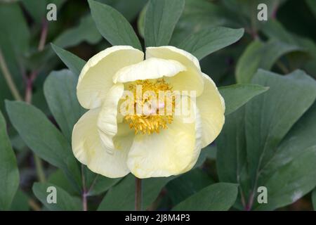 Paeonia mlokeswitschii schalenförmige gelbe Pfingstrose Stockfoto