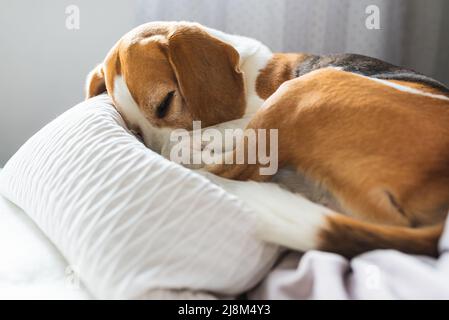 Erwachsener Rüde Beagle Hund schläft auf seinem Kissen. Geringe Schärfentiefe. Hunde-Thema Stockfoto