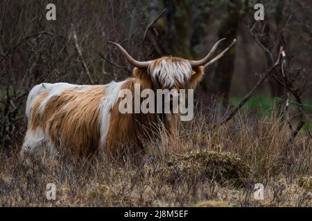 Highland Cow (Schottisch-Gälisch: Bò Ghàidhealach; Schotten: Hielan coo). Aufgenommen in Loch Lubnaig Stirlingshire. Stockfoto