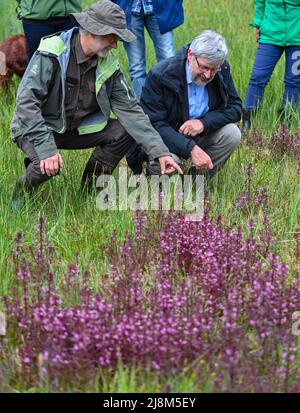 17. Mai 2022, Brandenburg, Rüdersdorf: Gerd Haase (l), NABU Landesverband Strausberg-Märkische Schweiz e. V. und Axel Vogel (Bündnis 90/die Grünen), Umweltminister Brandenburgs, schauen sich den auf einer feuchten Wiese im Naturschutzgebiet und FFH-Gebiet 'Herrensee, lange-Dammwiesen und Barnim-Hände' wachsenden Sumpflousewort (Pedicularis palustris) an. Im Vorfeld des 30.-jährigen Bestehens der EU-Fauna-Flora-Habitat-Richtlinie (FFH) am 21. Mai gab der brandenburgische Umweltminister Vogel (Bündnis 90/die Grünen) die offizielle grünes Licht für die Natura 2000-Teams im Land Brandenbur Stockfoto