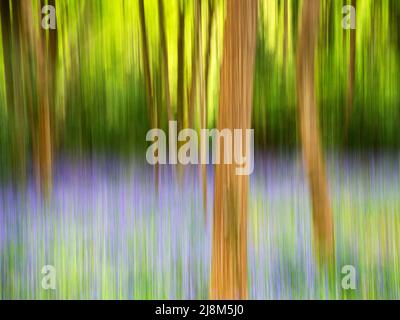 Abstrakte Bluebells im Frühling in den Nidd Gorge Woods in der Nähe von Knaresborough Yorkshire England Stockfoto