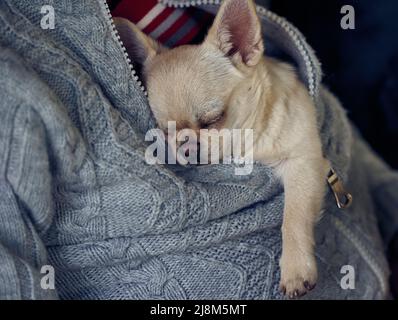 Der süße kleine chihuahua Welpe schläft im Pullover seines Besitzers Stockfoto