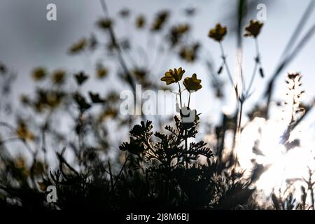 Aufnahmen von Gras, die mit selektivem Fokus bei tiefem Winkel im Sonnenlicht aufgenommen wurden. Stockfoto