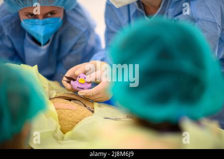 17. Mai 2022, Sachsen-Anhalt, Magdeburg: Zwei Medizinstudenten des Universitätsklinikums Magdeburg erklären Kindern in der Teddyklinik des Universitätsklinikums Magdeburg, warum ein Teddy Magenschmerzen haben sollte. Sie zeigen ein Spielzeug, das sie im Bauch des Kuscheltieres gefunden haben. Die Teddyklinik wird von Medizinstudenten der Universitätsmedizin Magdeburg betrieben und hatte am Morgen vor dem Schlafsaal des Universitätsklinikums eröffnet. Rund 620 Kinder sind registriert und können sich dort spielerisch ihre Kuscheltiere untersuchen lassen. Am Freitagnachmittag gibt es eine offene Stockfoto