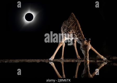 Kunstwerk einer Giraffe, die aus einem Pool trinkt, während die Sonne vom Mond in den Schatten gestellt wird Stockfoto