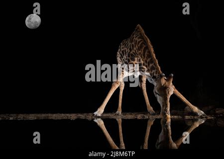 Eine Giraffe ist das Trinken aus einem Pool in der Nacht im Wasser mit dem Mond im Himmel widerspiegelt Stockfoto