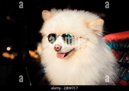 Niedlicher pommerischer Hund mit weißem Fell und Sonnenbrille Stockfoto