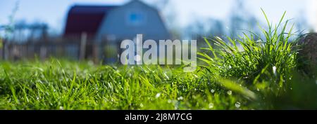 Natürliche stark verschwommen Panorama Hintergrund von grünem Gras Klingen in der Nähe in der Landschaft. Idyllische Landschaft. Selektive Fokussierung auf den Vordergrund. Stockfoto