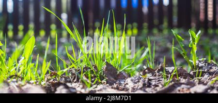 Natürliche stark verschwommen Panorama Hintergrund von grünem Gras Klingen in der Nähe in der Landschaft. Idyllische Landschaft. Selektive Fokussierung auf den Vordergrund. Stockfoto