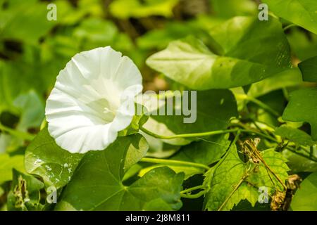 Schöne glockenförmige weiße Blume der Pflanze Datura - lateinischer Name, Datura stramonium. Stockfoto