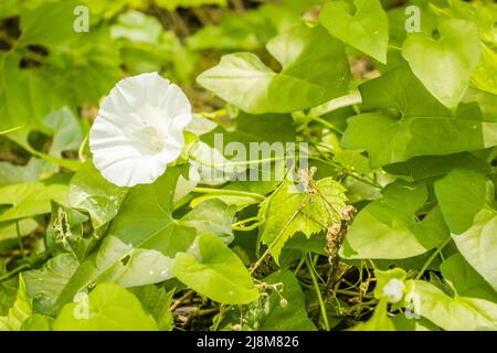 Schöne glockenförmige weiße Blume der Pflanze Datura - lateinischer Name, Datura stramonium. Stockfoto