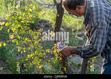 Beschnittene Ansicht von Landwirten, die Bäume mit selektivem Fokus veredeln. Stockfoto