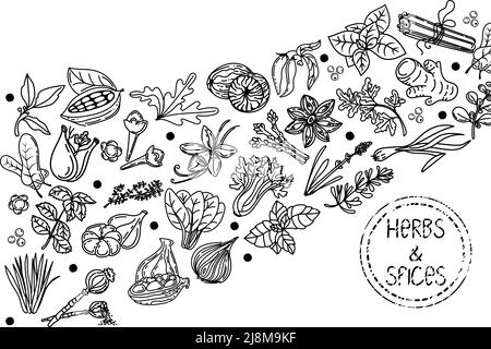 Kräuter und Gewürze, handgezeichnete Skizzenelemente. Handgezeichnete Lebensmittelskizze. Aromatische Pflanzen. Verpackungsdesign auf weißem Hintergrund. Skizzenstil. Silho Stock Vektor
