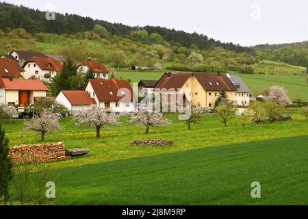 Deutschland, Bayern, Franken, Leinach. 29 vom April 2012. Grüne Wiesen, Gras, blühende Kirschbäume, Dornen. Moderne Dorfhäuser. Grüne Felder Stockfoto