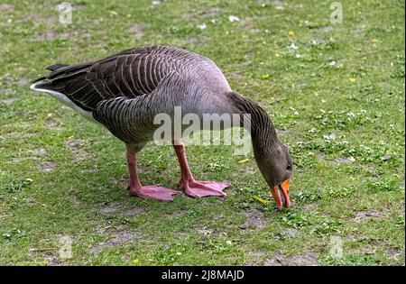 Greylag Goose, die Gras frisst Anser anser, Hertfordshire, Großbritannien Stockfoto