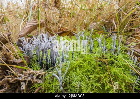 Candlesnuff-Pilz Xylaria hypoxylon (Xylariaceae) wächst in einem Naturschutzgebiet in der britischen Landschaft von Herefordshire, Dezember 2021. Stockfoto