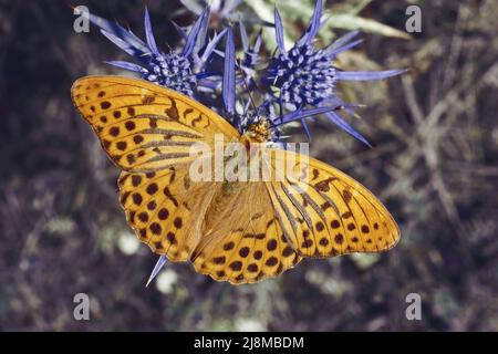 Männliche Exemplare des silbergewaschenen fatillären Schmetterlings, Argynnis paphia, Nymphidae, ruht auf einer italienischen Eryngopflanze Stockfoto