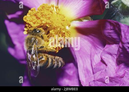 westliche Honigbiene bedeckt mit Pollen auf einer rosa Steinrosenblüte Stockfoto