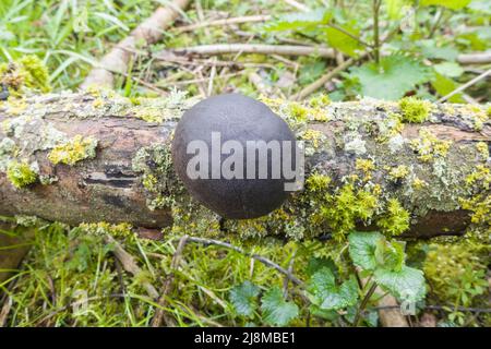 King Alfred's Cake (Daldinia concentrica), auch bekannt als Cramp balls, in einem Naturschutzgebiet in der Landschaft von Herefordshire, Großbritannien. April 2022 Stockfoto