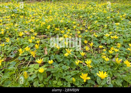 Ein Teppich von Lesser Celandine (Ficaria verna), der auf einem Naturschutzgebiet in der Landschaft von Herefordshire in Großbritannien wächst. April 2022 Stockfoto