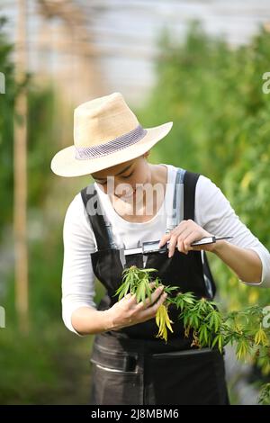 Junger Landwirt überprüft Cannabispflanzen auf den Feldern vor der Ernte. Konzept der pflanzlichen alternativen Medizin. Stockfoto