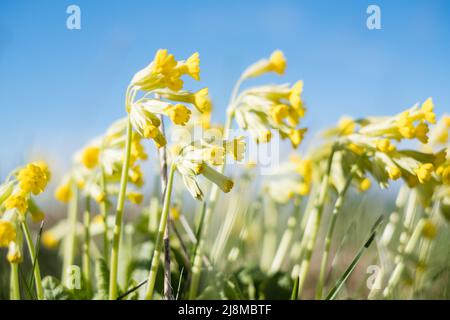 Hellgelbe Kuhslip-Blüten wachsen im Frühling auf einer Wiese. Stockfoto