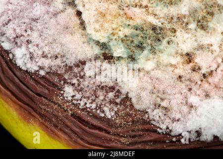 Extreme Nahaufnahme von verfaulten und schimmeligen Quitten-Früchten, bedeckt mit verschiedenen Schimmelfarben. Abstrakte Makro Food Hintergrundtextur Stockfoto