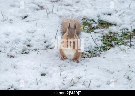 Schottisches Rothörnchen, das sich im Schnee ernährt Stockfoto