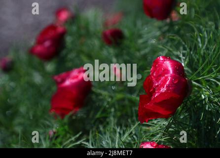 Der Linnaeus-Garten ist ein botanischer Garten in der Svartbäcksgatan in Uppsalsa, Schweden. Es ist nach Carl von Linné benannt, wurde aber bereits 1655 von Olof Rudbeck d.ä. Gegründet. Im Bild: Paeonia tenuifolia (auf schwedisch: Dillpion). Stockfoto