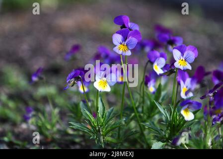 Der Linnaeus-Garten ist ein botanischer Garten in der Svartbäcksgatan in Uppsalsa, Schweden. Es ist nach Carl von Linné benannt, wurde aber bereits 1655 von Olof Rudbeck d.ä. Gegründet. Auf dem Bild: Viola tricolor ( auf schwedisch: Styvmorsviol). Stockfoto