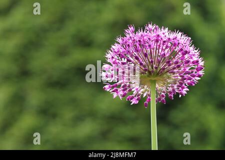Nahaufnahme einer sonnendurchfluteten, vollständig blühenden einzelnen violetten Alliumblume vor einem grünen, unscharfen Hintergrund, Kopierbereich Stockfoto