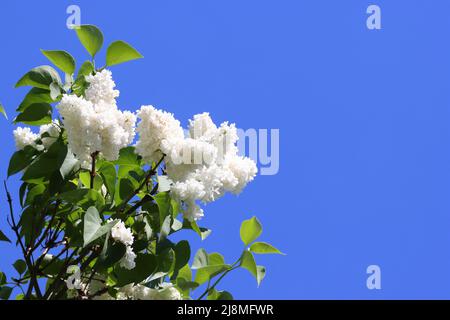 Bild eines blühenden Astes von syringa vulgaris mm lemoine mit frischen weißen Rispen vor einem klaren blauen Himmel, Kopierraum Stockfoto