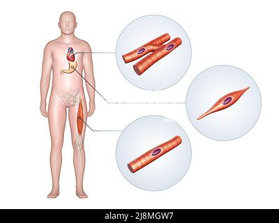 Verschiedene Muskeltypen im menschlichen Körper. 3D Abbildung, Beschneidungspfad enthalten. Stockfoto