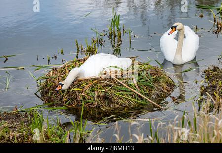 East Lothian, Schottland, Vereinigtes Königreich, 17.. Mai 2022. UK Wetter: Frühlingssonne. Ein Paar stumme Schwäne warten auf das Schlüpfen eines Geleges aus Eiern in einem Reservoir. Das Weibchen sitzt auf dem Nest, während das Männchen in der Nähe patrouilliert Stockfoto