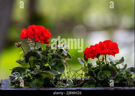 Nahaufnahme einer blühenden roten Stiefmütterchen auf einem Bokeh-Hintergrund im Freien mit einem Kopierbereich Stockfoto