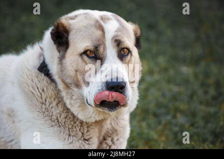 Central Asian Shepherd Dog Porträt auf der Außenseite Hintergrund. Hund zeigt er seine Zunge Stockfoto