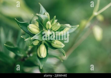 Knospen von weißen asiatischen Lilienblüten in einem Garten Stockfoto
