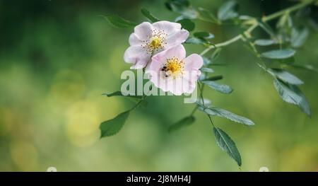 Schöne blassrosa Hagebutte Blume auf einem unscharfen grünen natürlichen Hintergrund mit Sonnenstrahlen. Die Biene sammelt Pollen auf den Blütenblättern. Freier Speicherplatz für t Stockfoto