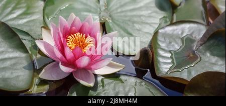 Panoramafoto einer roten Lilie im Teich zwischen grünen großen Blättern. Eine ausgefaltete Lilienknospe daneben. Freier Speicherplatz für Text. Grußkarte Stockfoto