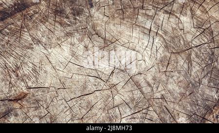 Alte Holzeiche Schnittfläche. Detailreiche, warme, dunkelbraune und graue Töne eines gefällten Baumstamms oder Baumstumpf. Raue organische Textur von Baumringen mit Klo Stockfoto