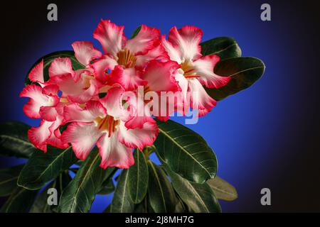 Pink Flower, Adenium obesum Tree, Desert Rose, Impala Lily auf dem dunkelblauen Hintergrund. Es gibt freien Platz für Text, er kann als Begrüßungswagen verwendet werden Stockfoto