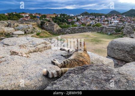 Katze auf Ruinen auf dem Berg Nebet Tepe in Plovdiv, der Hauptstadt der Provinz Plovdiv im südlichen Zentrum Bulgariens Stockfoto