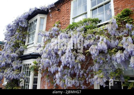 Eine riesige Glyzinie, die die Fassade des öffentlichen Hauses Pen und Pergament im Zentrum von Stratford-upon-Avon bedeckt. Das öffentliche Haus befindet sich gegenüber dem Royal Shakespeare Theatre in der Nähe des Flusses. Es ist ein Greene King Pub. Stockfoto