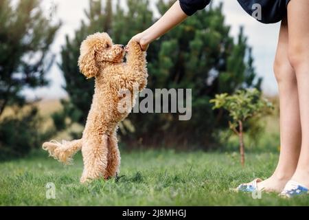 Ein Mädchen trainiert ihren Pudel auf einem grünen Rasen. Der Welpe steht auf zwei Beinen und bittet um einen Preis. Stockfoto