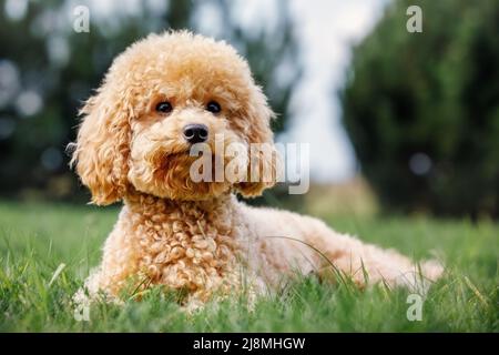 Der junge Pudel sah, wie er auf einem gepflegten Garten gestreckt lag und den Fotografen ansah. Sie bereitet sich auf ihre Spielzeit vor. Stockfoto