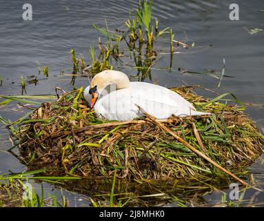 East Lothian, Schottland, Vereinigtes Königreich, 17.. Mai 2022. UK Wetter: Frühlingssonne. Ein Paar stumme Schwäne warten in einem Stausee auf das Schlüpfen eines Geleges von Eiern. Das Weibchen sitzt auf dem Nest Stockfoto