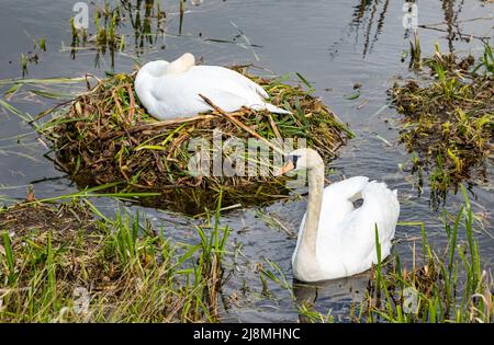 East Lothian, Schottland, Vereinigtes Königreich, 17.. Mai 2022. UK Wetter: Frühlingssonne. Ein Paar stumme Schwäne warten auf das Schlüpfen eines Geleges aus Eiern in einem Reservoir. Das Weibchen sitzt auf dem Nest, während das Männchen in der Nähe patrouilliert Stockfoto